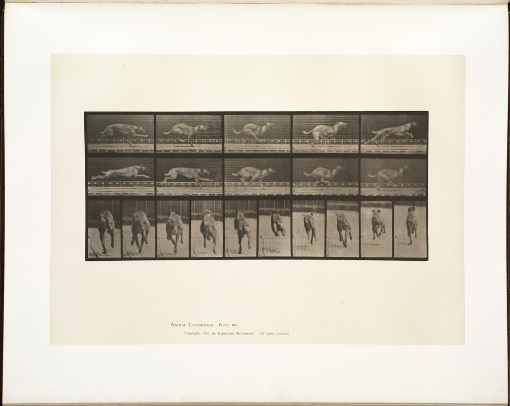 Animal locomotion. Plate 708