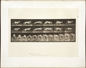 Animal locomotion. Plate 709