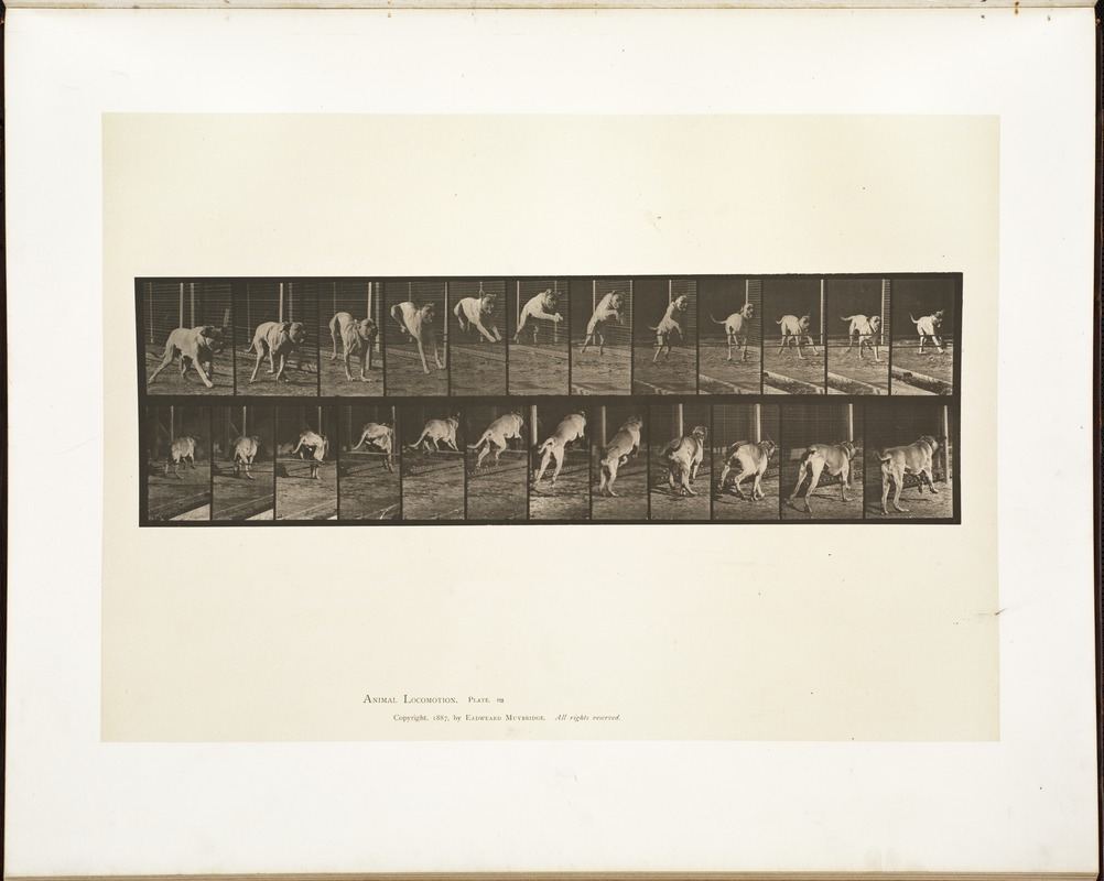 Animal locomotion. Plate 712