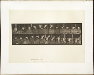 Animal locomotion. Plate 712