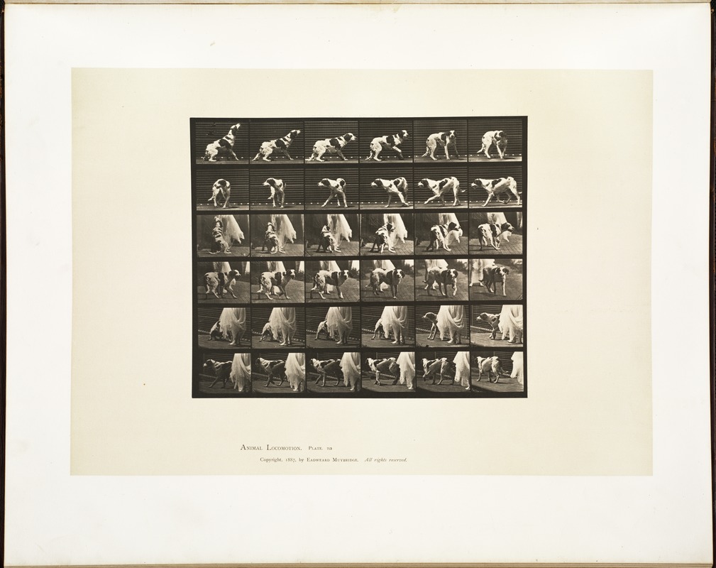 Animal locomotion. Plate 713