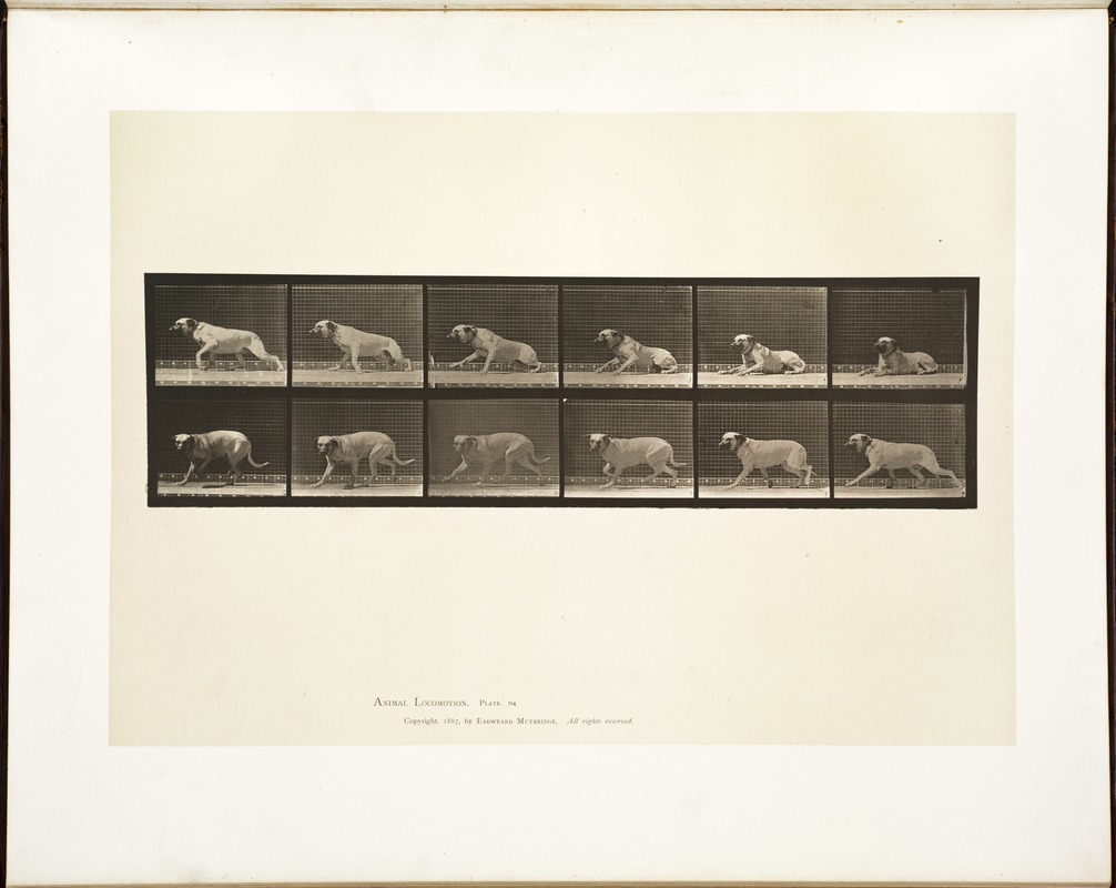 Animal locomotion. Plate 714