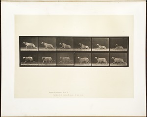 Animal locomotion. Plate 714