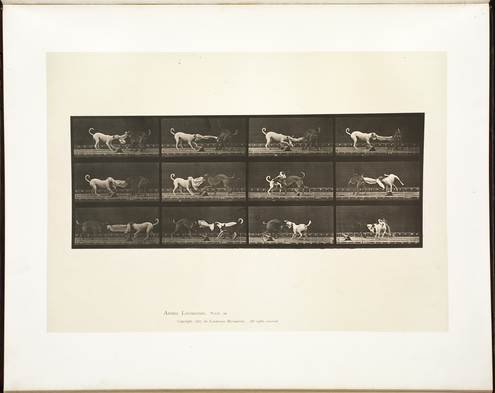 Animal locomotion. Plate 715