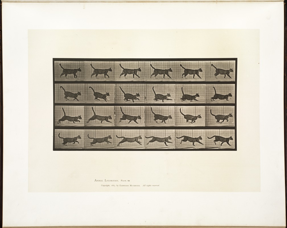 Animal locomotion. Plate 716