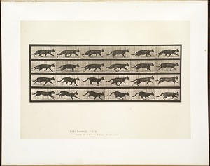 Animal locomotion. Plate 718
