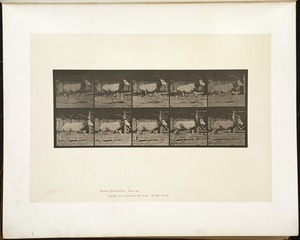 Animal locomotion. Plate 680