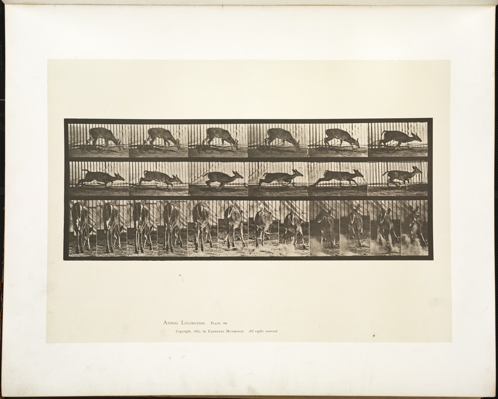 Animal locomotion. Plate 681