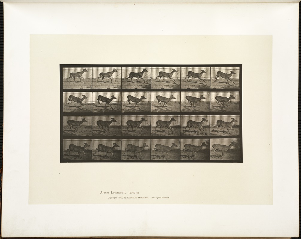 Animal locomotion. Plate 683