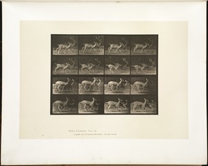 Animal locomotion. Plate 684