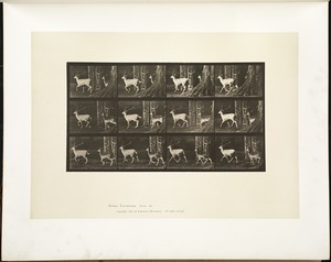 Animal locomotion. Plate 685