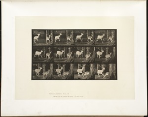 Animal locomotion. Plate 686