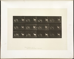 Animal locomotion. Plate 687