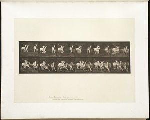 Animal locomotion. Plate 688
