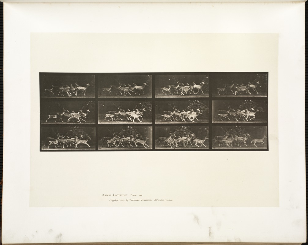 Animal locomotion. Plate 690