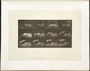Animal locomotion. Plate 691