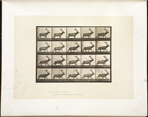 Animal locomotion. Plate 692