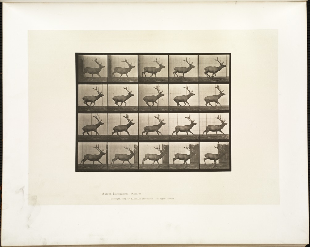 Animal locomotion. Plate 693