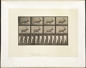 Animal locomotion. Plate 694