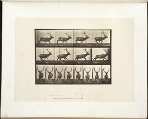 Animal locomotion. Plate 695