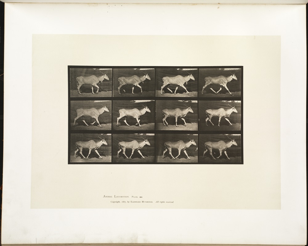 Animal locomotion. Plate 696