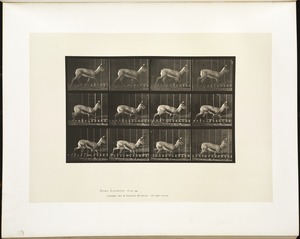 Animal locomotion. Plate 697