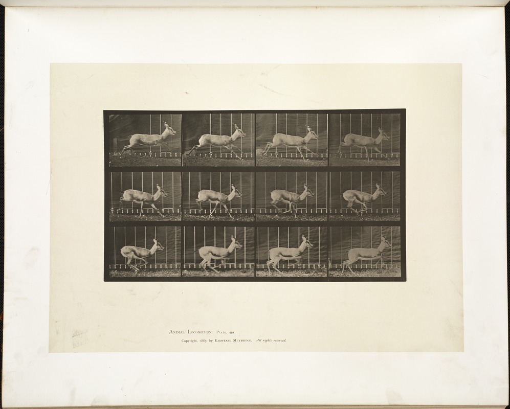Animal locomotion. Plate 698