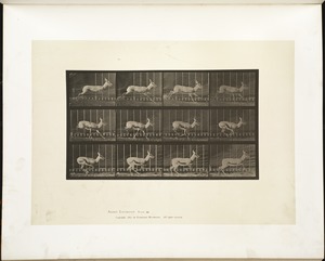 Animal locomotion. Plate 698