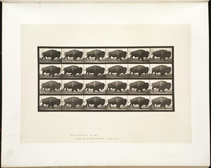 Animal locomotion. Plate 699