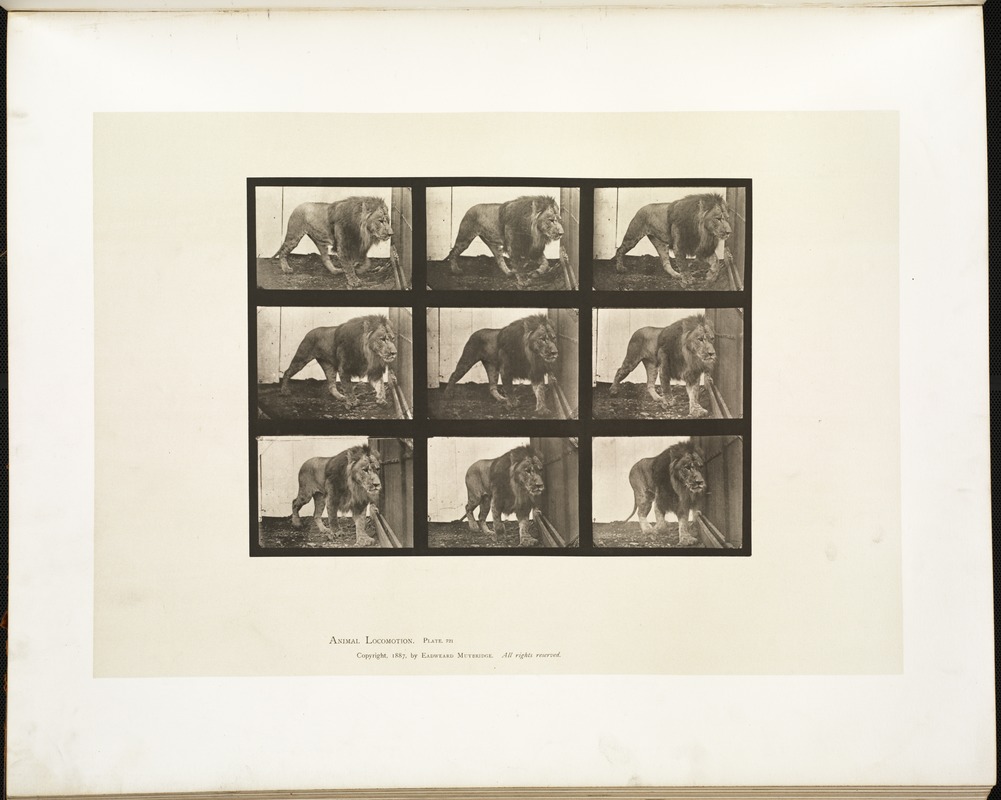 Animal locomotion. Plate 721