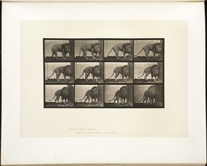 Animal locomotion. Plate 723
