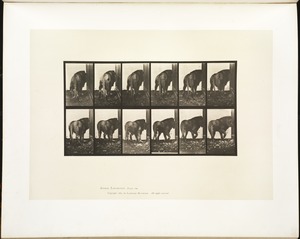 Animal locomotion. Plate 724