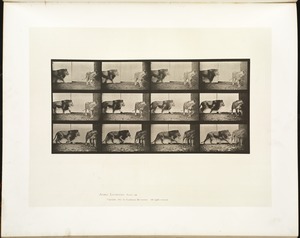 Animal locomotion. Plate 726