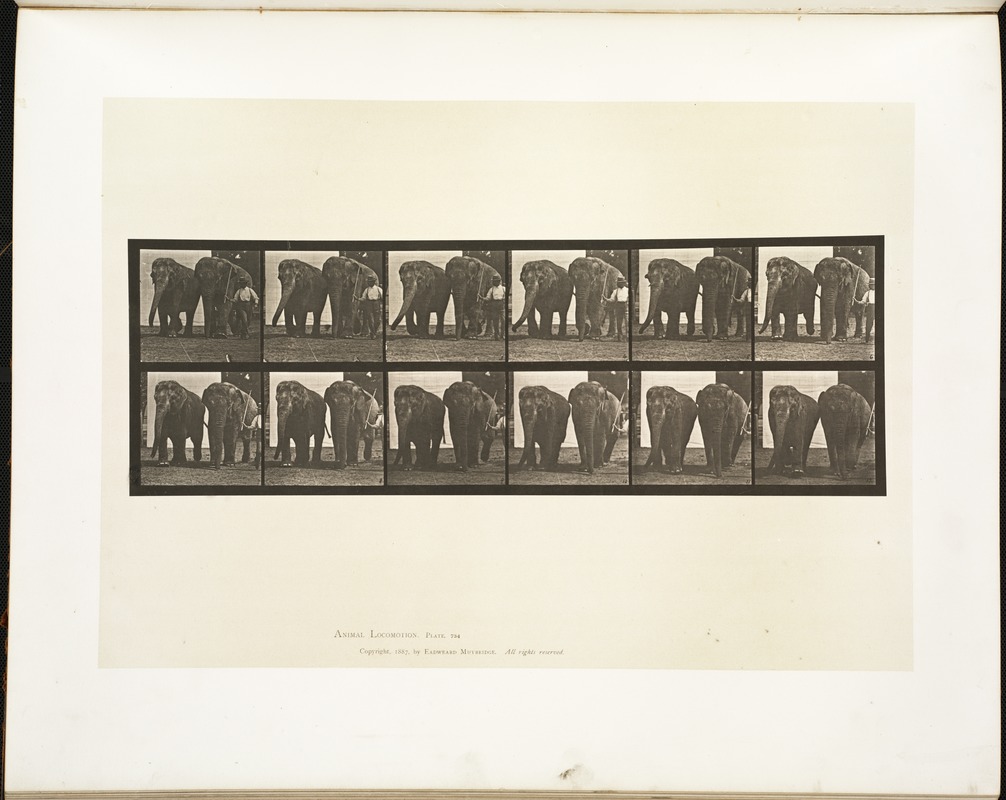 Animal locomotion. Plate 734