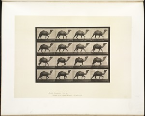 Animal locomotion. Plate 736