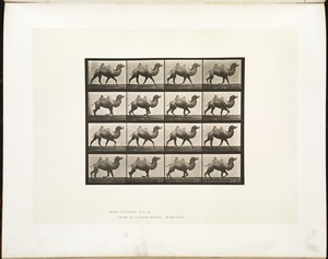Animal locomotion. Plate 738