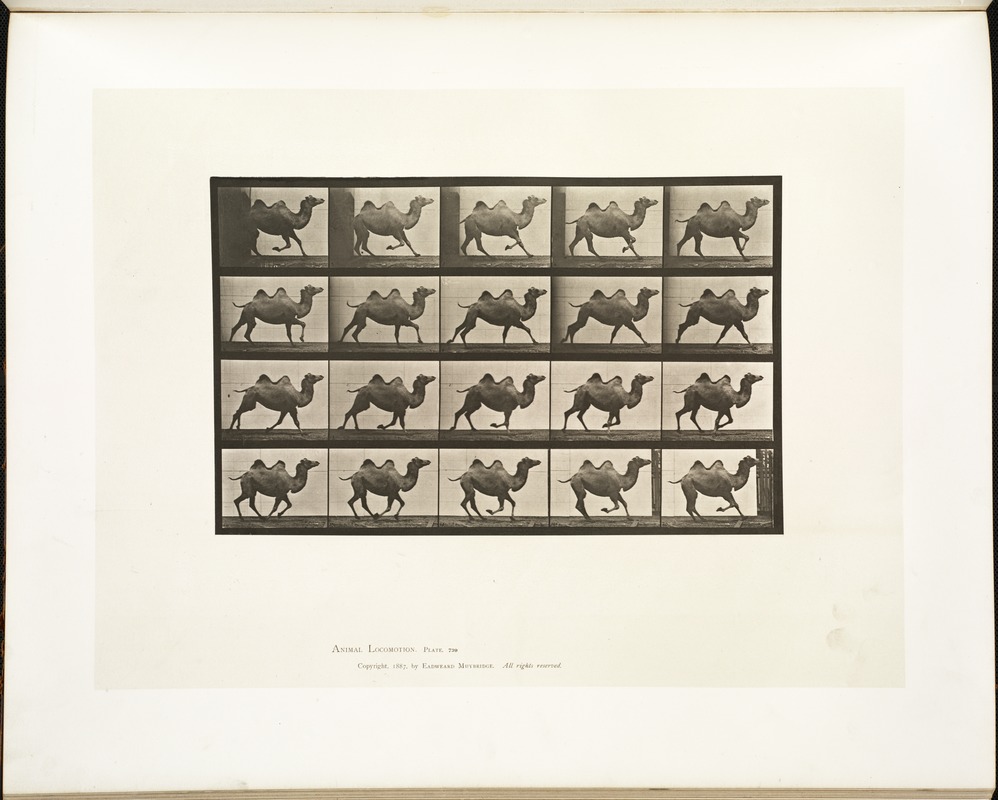 Animal locomotion. Plate 739