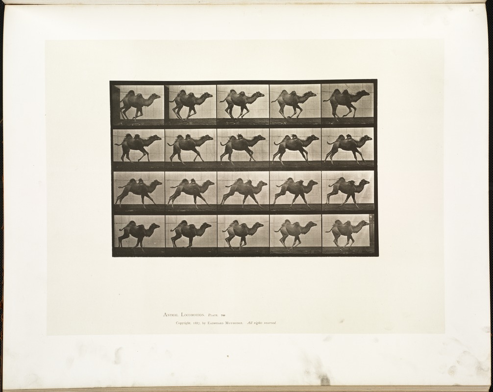 Animal locomotion. Plate 740