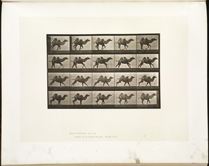 Animal locomotion. Plate 740