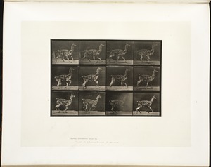 Animal locomotion. Plate 743