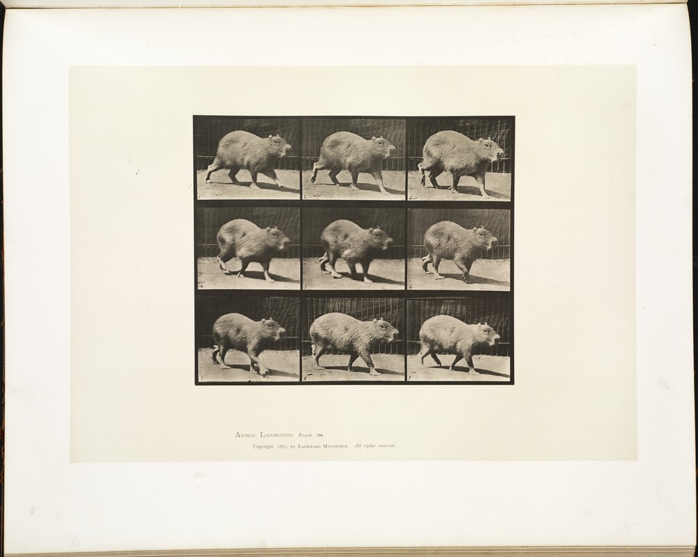 Animal locomotion. Plate 746