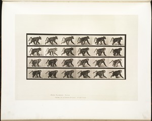 Animal locomotion. Plate 748