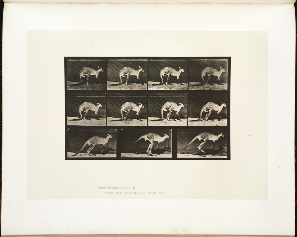 Animal locomotion. Plate 751