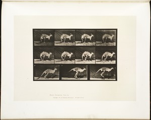 Animal locomotion. Plate 751