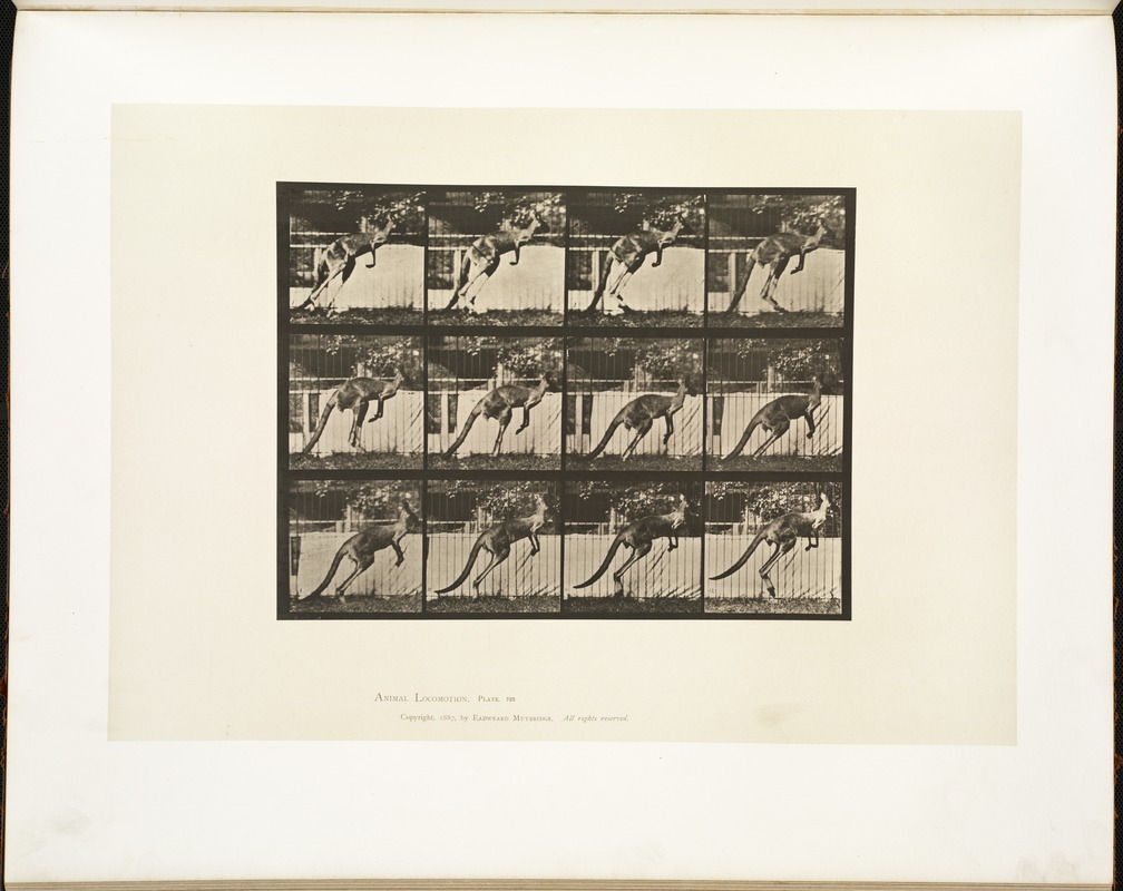 Animal locomotion. Plate 753