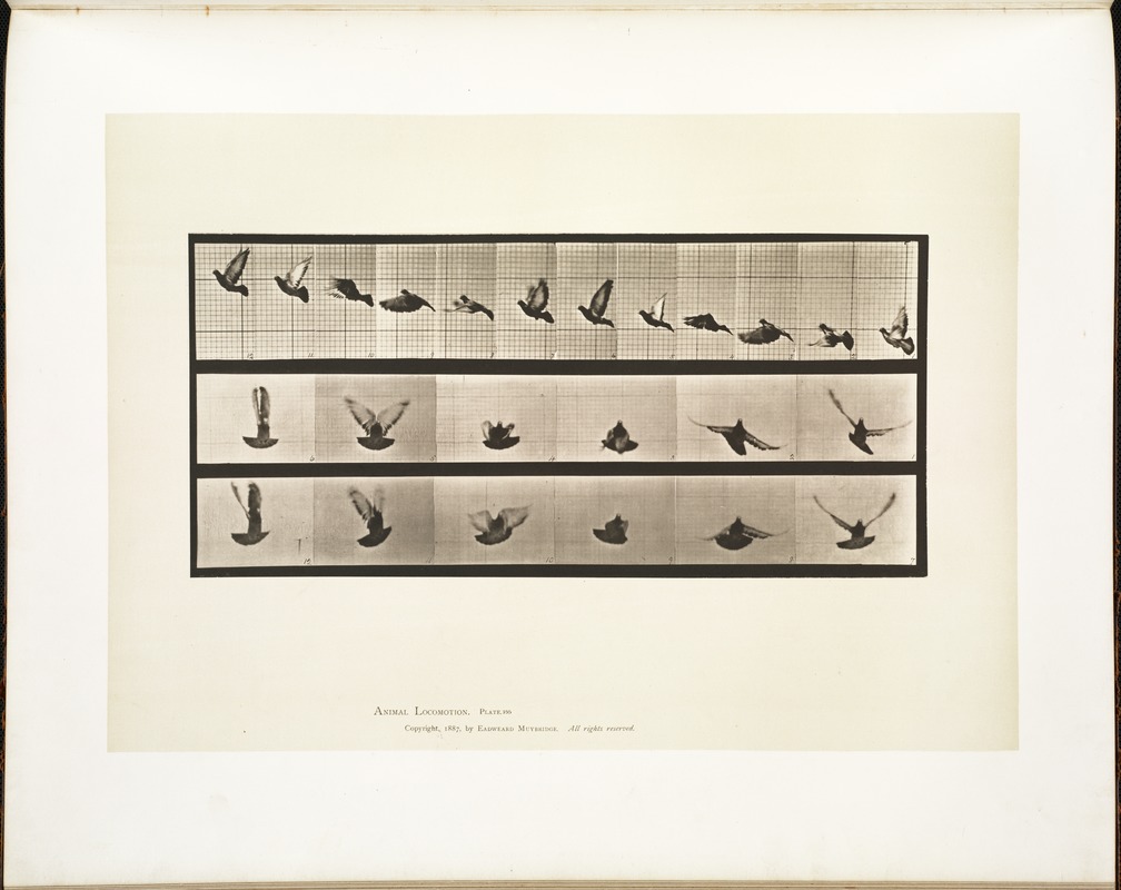 Animal locomotion. Plate 755
