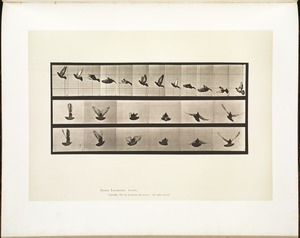 Animal locomotion. Plate 755
