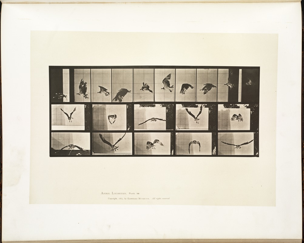Animal locomotion. Plate 764