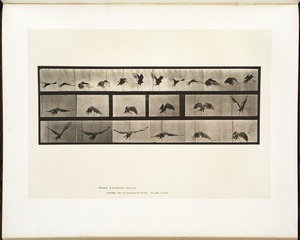 Animal locomotion. Plate 768