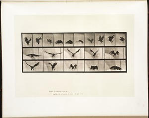 Animal locomotion. Plate 769
